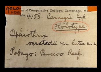 Media type: image;   Invertebrate Zoology OPH-4158 Description: Original handwritten specimen labels;  Aspect: labels